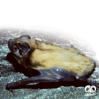 گونه خفاش جنگلی بزرگ Giant Noctule 